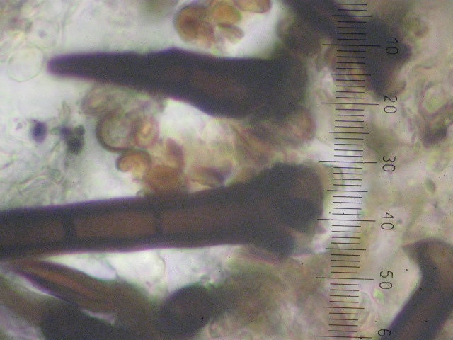 macrostoma