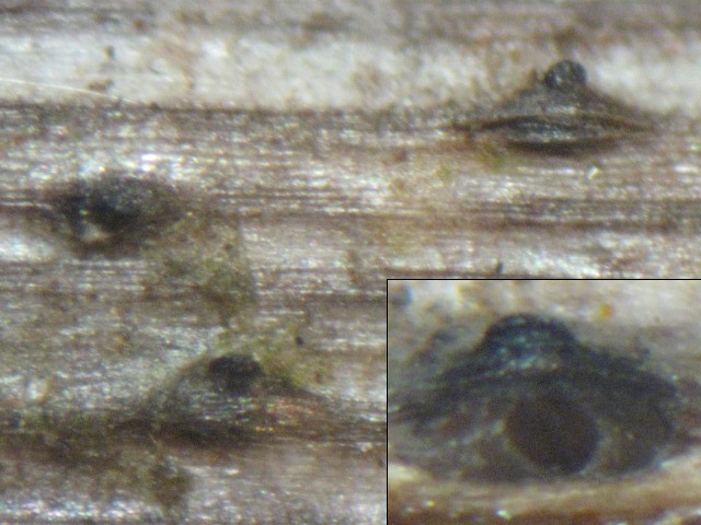 macrostoma