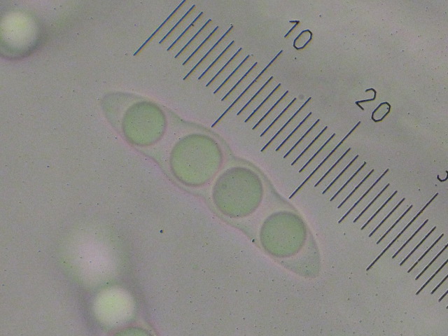 macrostoma