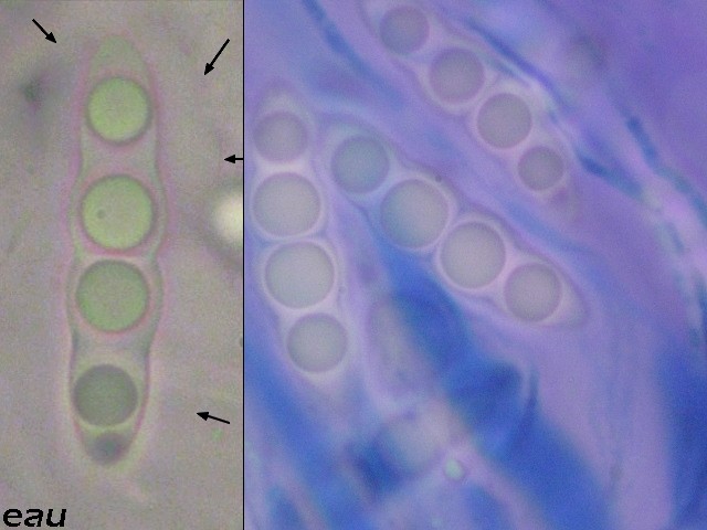 macrostoma