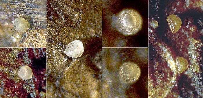 macrostoma