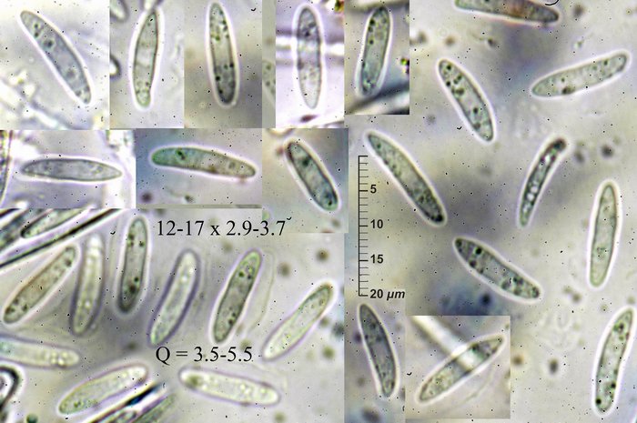 macrostoma