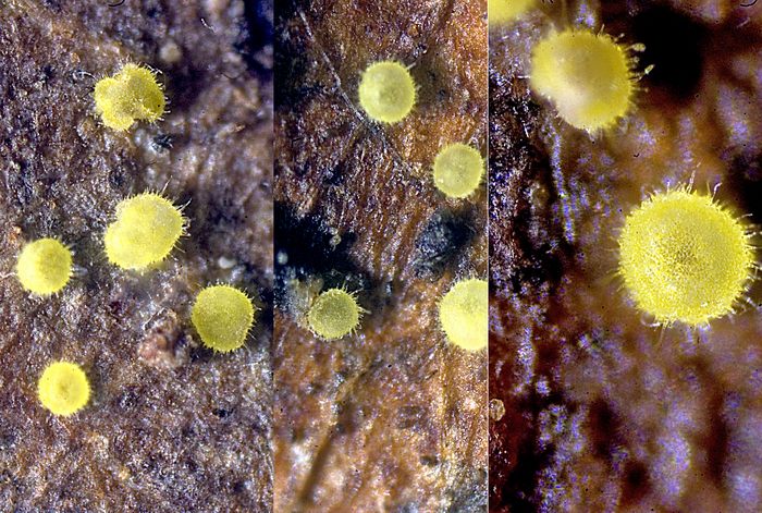 macrostoma