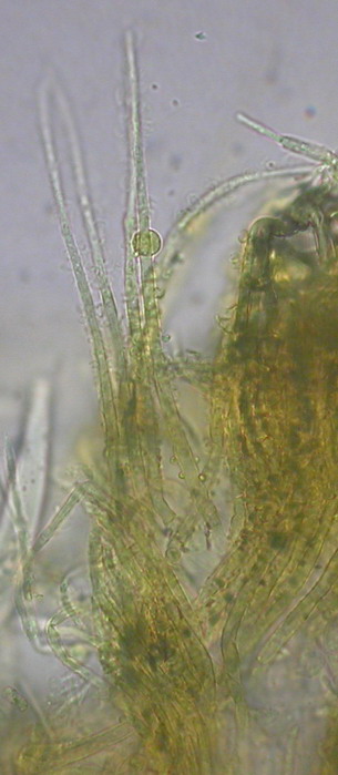 macrostoma
