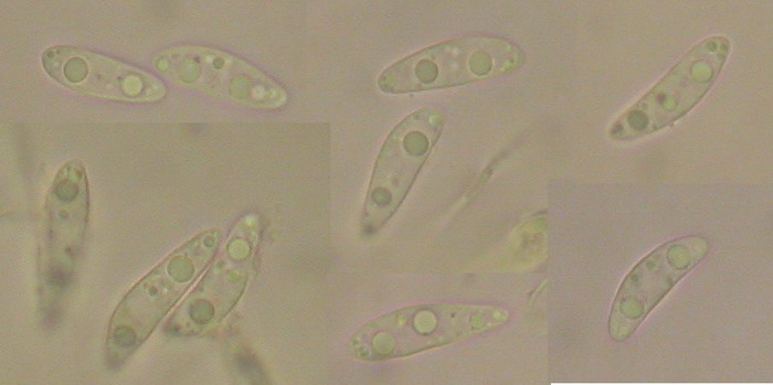 macrostoma