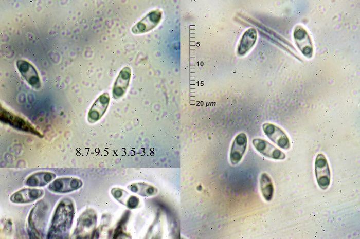 macrostoma