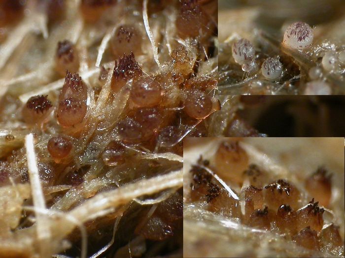 macrostoma