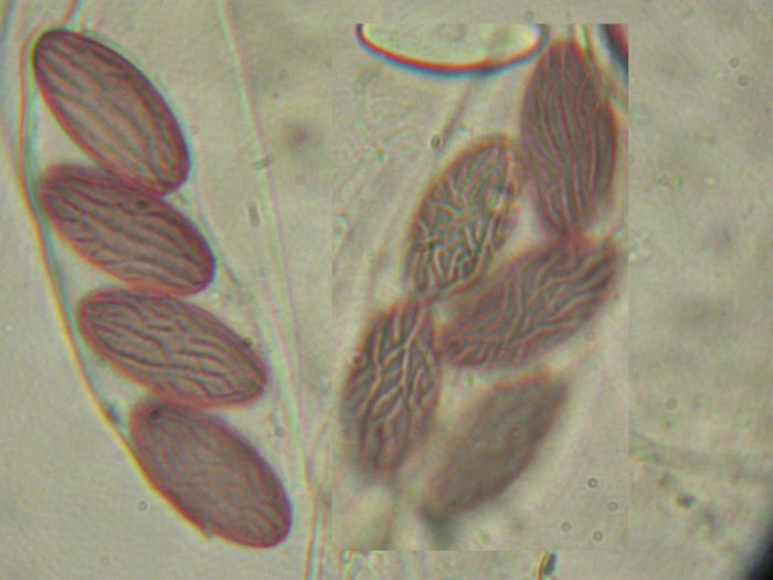 macrostoma