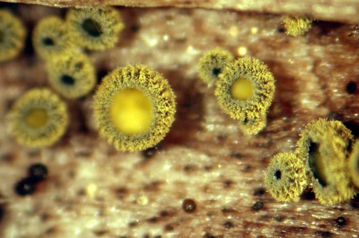 macrostoma
