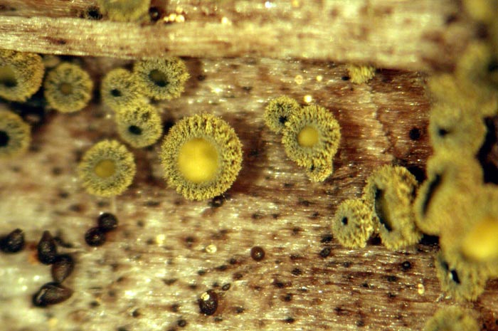 macrostoma