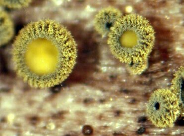 macrostoma