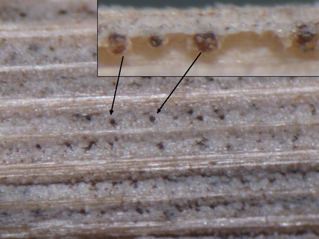 macrostoma