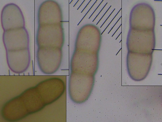 macrostoma