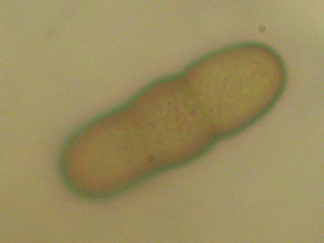 macrostoma