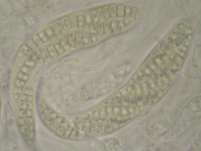 macrostoma