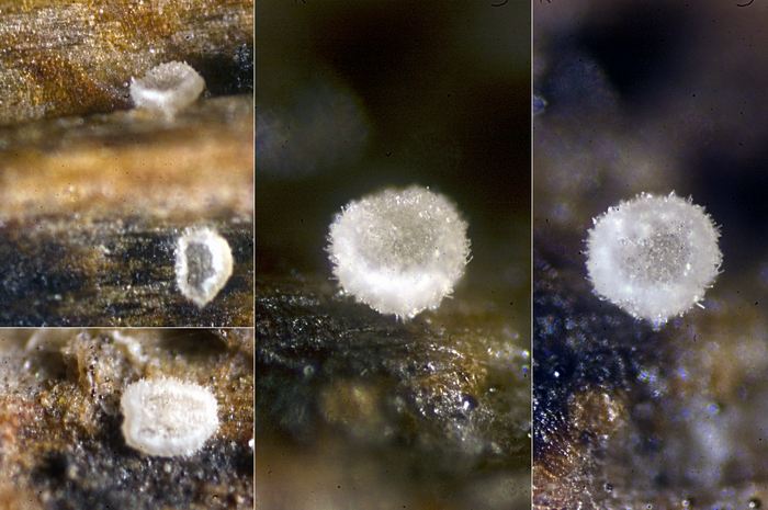 macrostoma