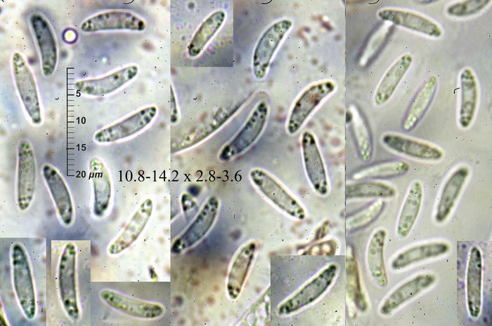 macrostoma