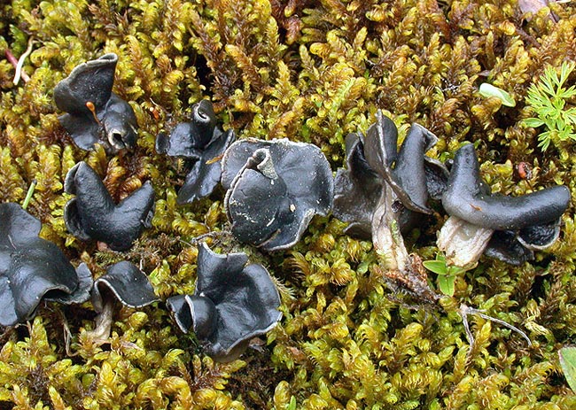 macrostoma