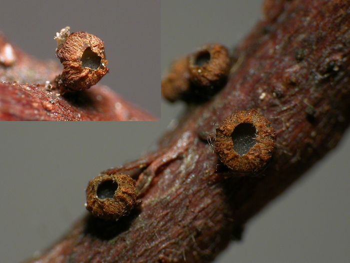 macrostoma