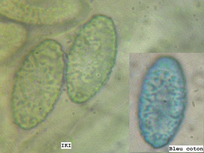 macrostoma