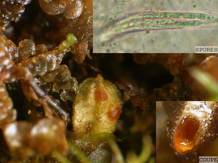 macrostoma