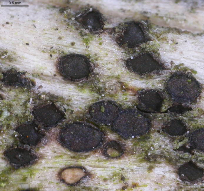 macrostoma