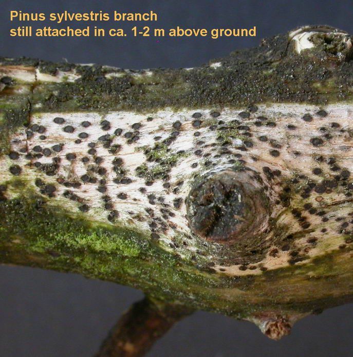 macrostoma