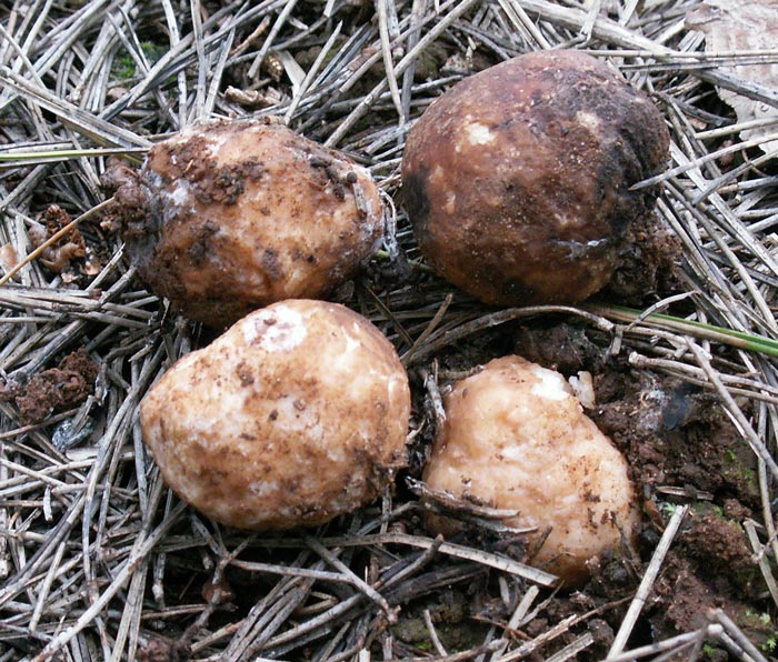 macrostoma