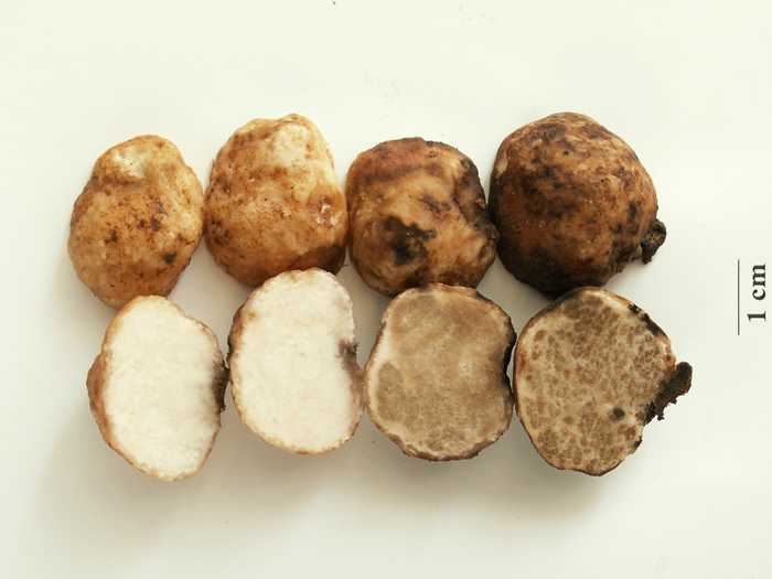 macrostoma