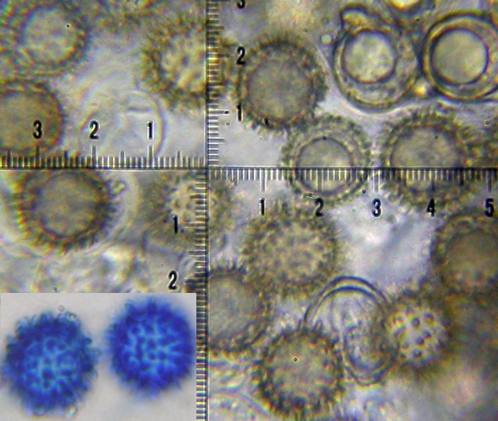 macrostoma