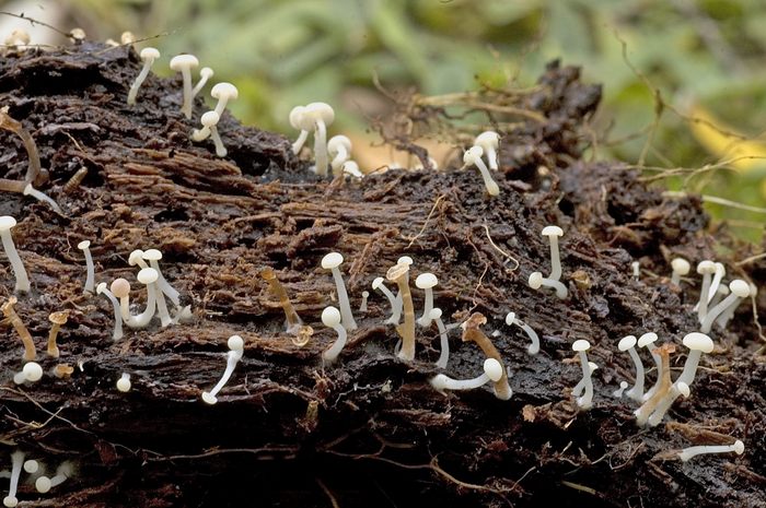 macrostoma