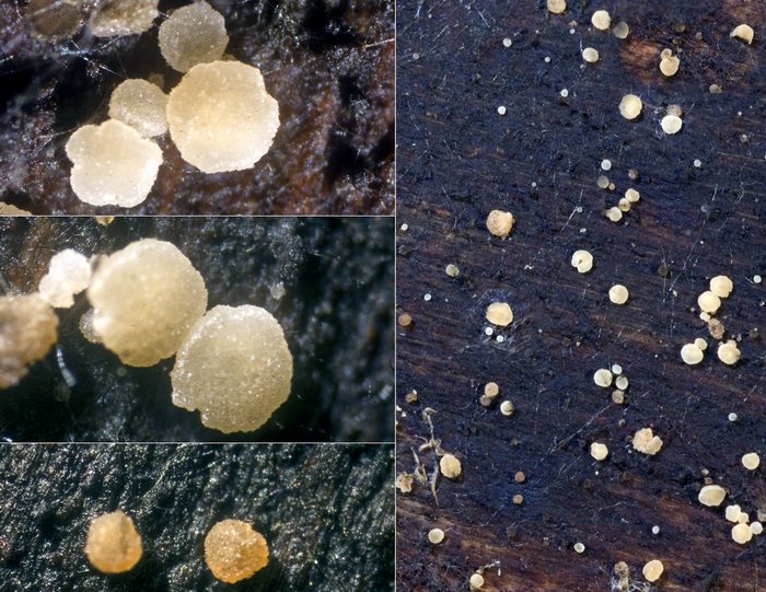 macrostoma