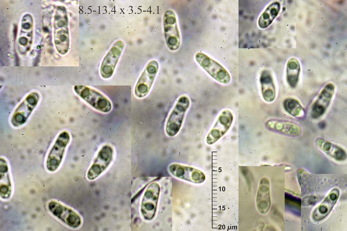macrostoma