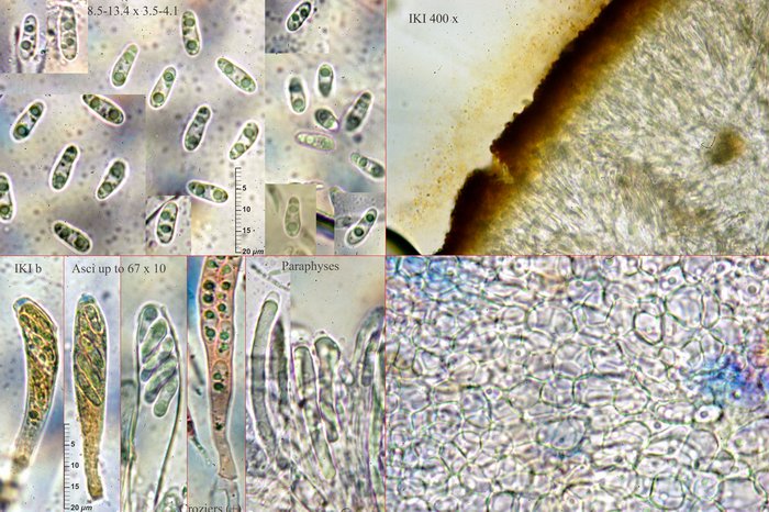 macrostoma