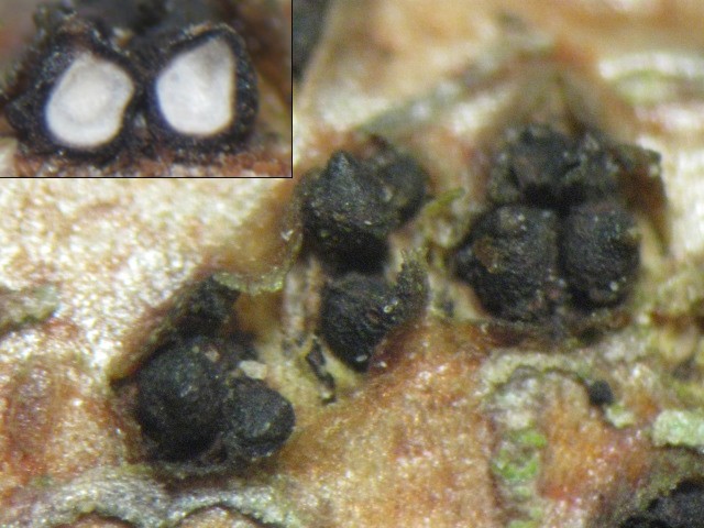 macrostoma