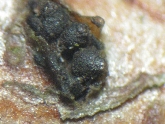 macrostoma