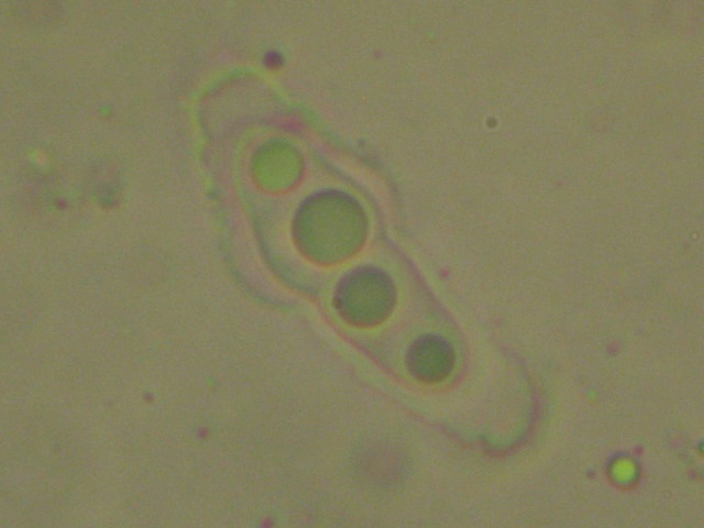 macrostoma