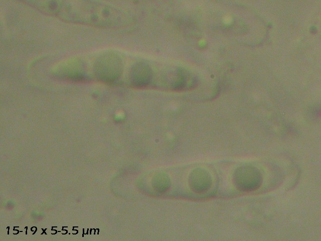 macrostoma