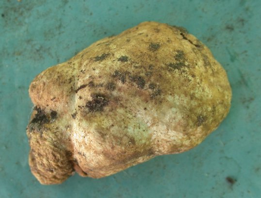 macrostoma