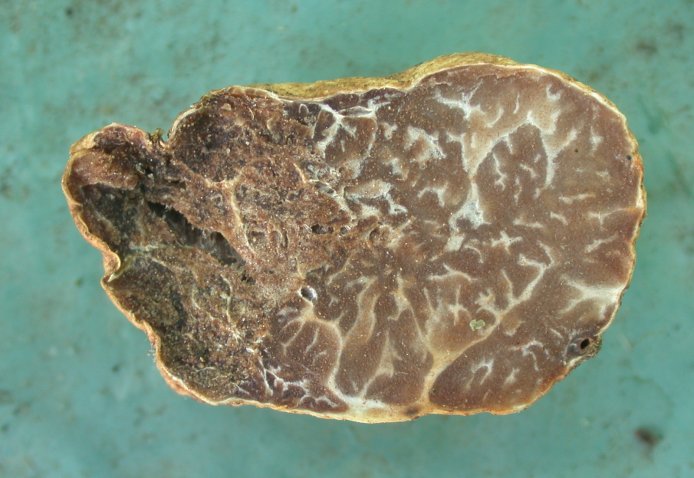 macrostoma