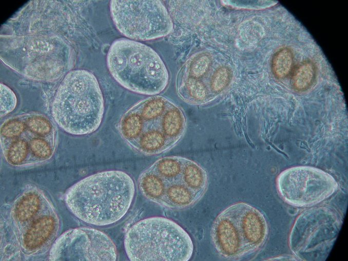 macrostoma