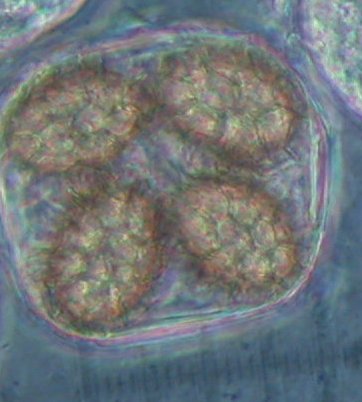 macrostoma