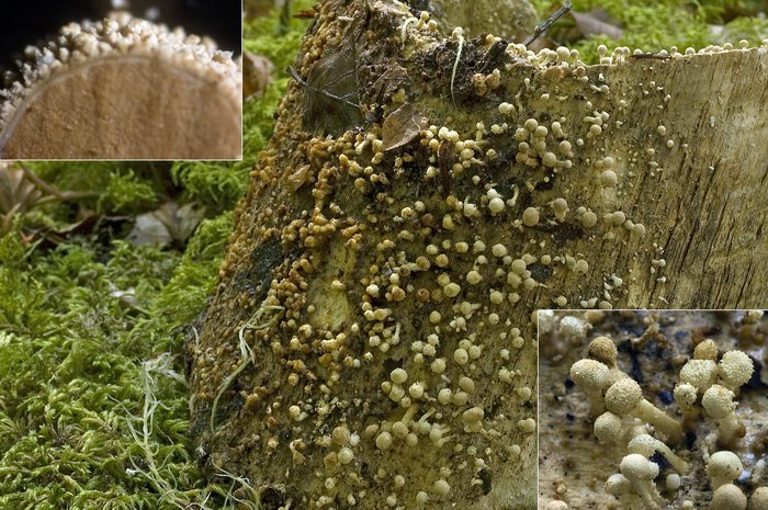 macrostoma