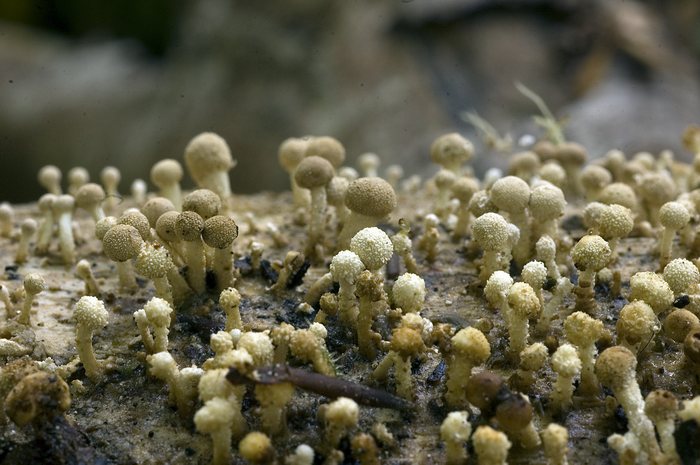 macrostoma