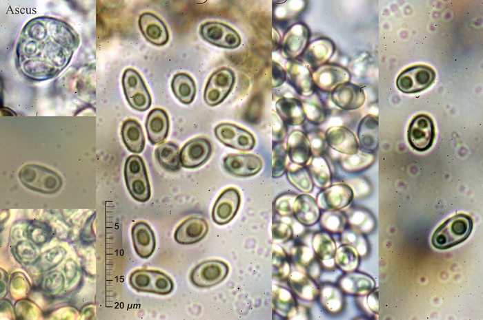 macrostoma