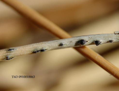 macrostoma