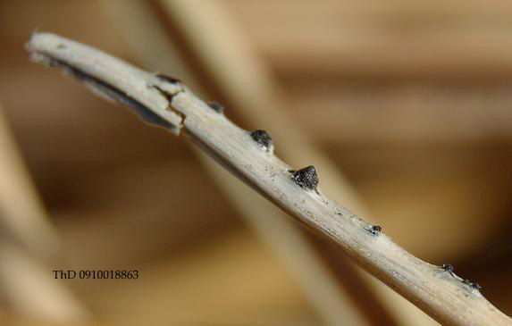 macrostoma