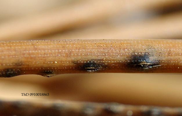 macrostoma
