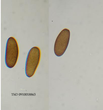 macrostoma