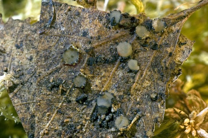 macrostoma
